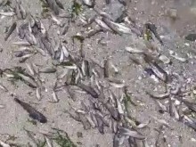 Кметът на Варна: Няма връзка между спукания тръбопровод и измирането на рибата в езерото