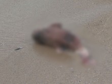 Откриха мъртви делфини край Созопол