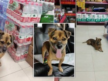 Куче в продължение на три месеца чака стопанина си, починал от коронавирус