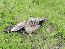РИОСВ - Пловдив спаси две защитени птици за ден