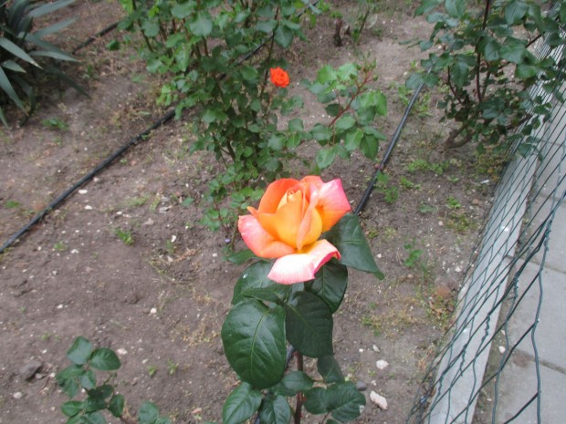 Първите рози цъфнаха в облагородените градинки в Район Приморски по