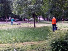 Чакат собственика на парка зад "Санкт Петербург" да даде съгласие за косене