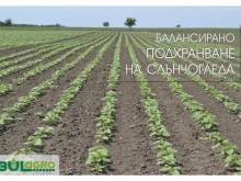 Как да постигнем по-високи добиви от слънчоглед