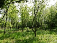 Община, две министерства и ВУЗ нищят съдбата на пловдивски парк