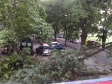 Огромно дърво падна върху 2-годишно дете