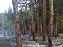 Пожар вилня в гората над Брестовица