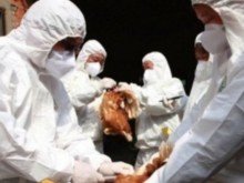 Заради огнището на птичи грип в Асеновград, забраняват на България износа на яйца и пилешко