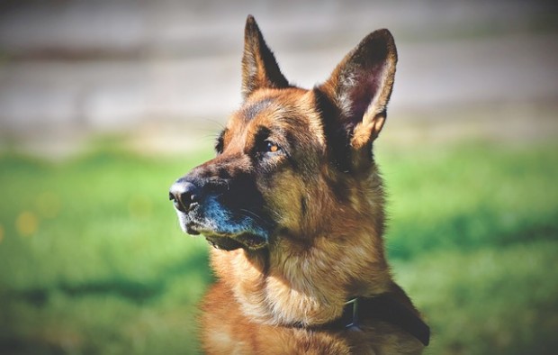 Служебни кучета в германската армия ще бъдат обучавани да надушват