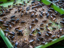 В България отвори врати първата ферма за отглеждане на щурци
