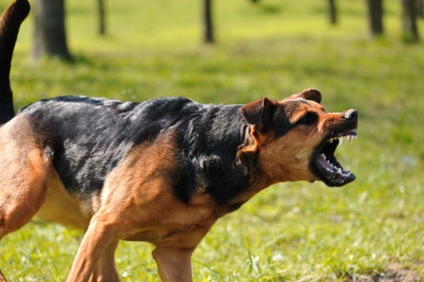 Кучета нахапаха жестоко жител на благоевградското село Логодаж. Наложило се