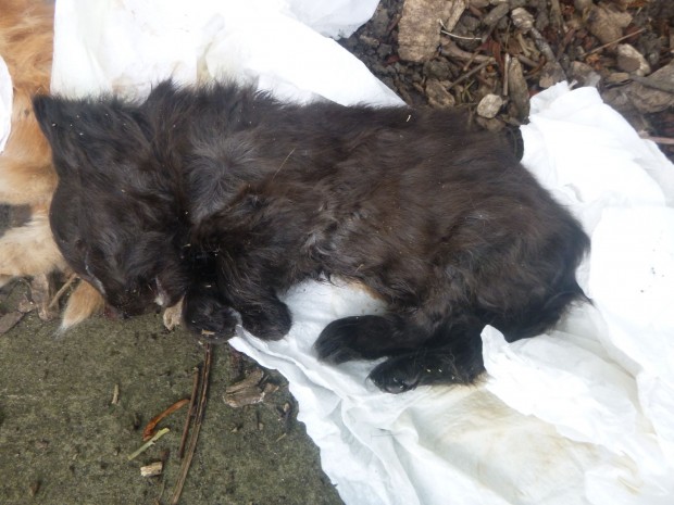 Пловдивски варварин прояви невиждана жестокост към 4 месечното коте на приятелката