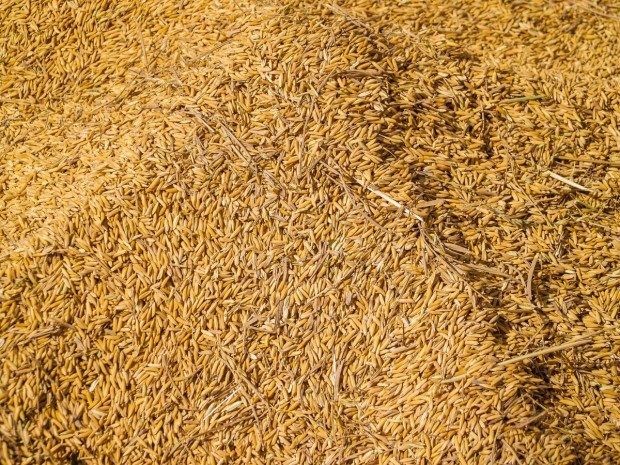 Рекордно ниски добиви от пшеница за последните 10 години отчитат