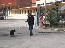 Община Асеновград и неправителствена организация си съдействат за справяне с безстопанствените кучета