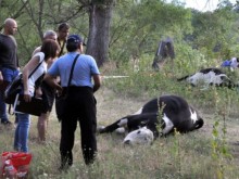 Фермерът, чиито крави бяха отровени в река Марица, ще получи 37 000 лева обезщетение