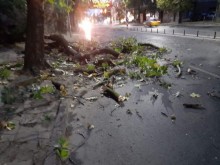 Дърво падна върху кола на централен пловдивски булевард!