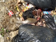 Трупове на заклани животни, мръсотия и неописуема смрад тровят жителите на пловдивски квартал