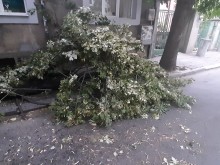 Пловдивчанин: Дърво премаза колата ми, общината нехае!