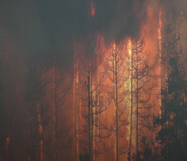 Пожарът край село Лесово който бушува от два дни продължава
