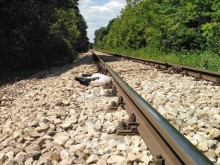 Волтова дъга погуби 12 щъркела край ЖП линия