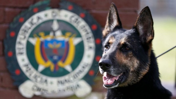 Полицейско куче надуши четвърт милион евро за няколко дни в