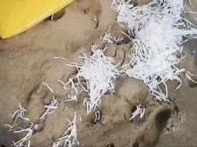 Мистериозни бели лентички изхвърли морето на няколко наши плажа