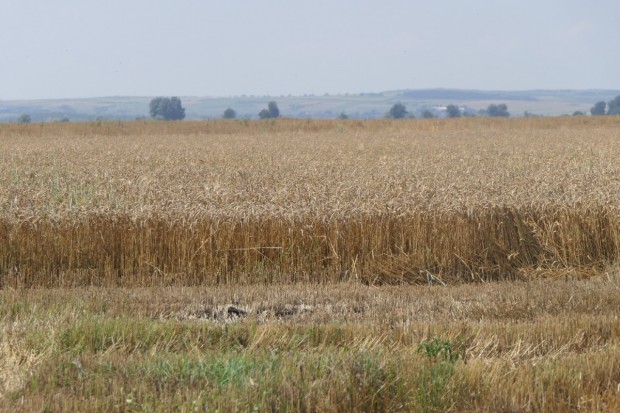 4 626 318 тона е произведената пшеница за 2020 г.