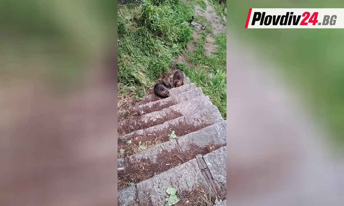 Нутрии в река Марица в Пловдив