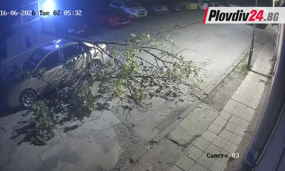 Камера засне как голям клон изведнъж пада върху автомобил в Пловдив
