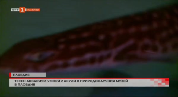 Две акули загинаха в Пловдив